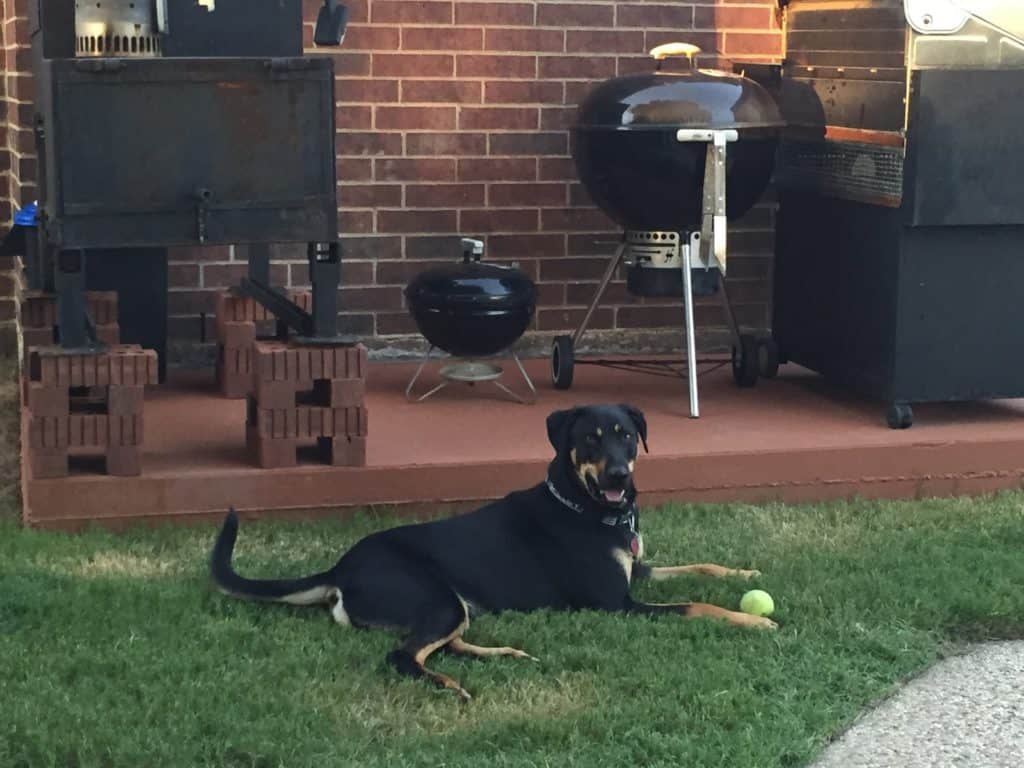 Gratuitous photo of Shelby with a ball, resting by grills.