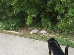 Shelby interested in armadillos